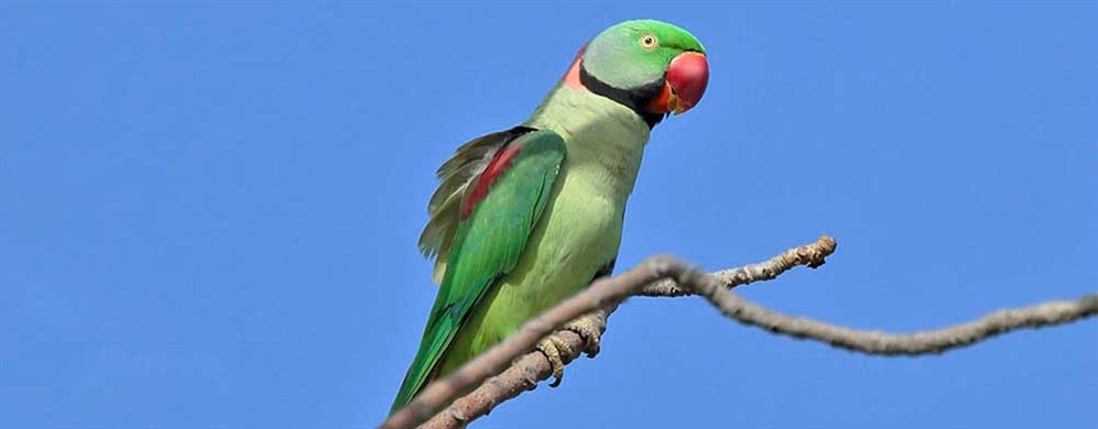 Parrot Profiles