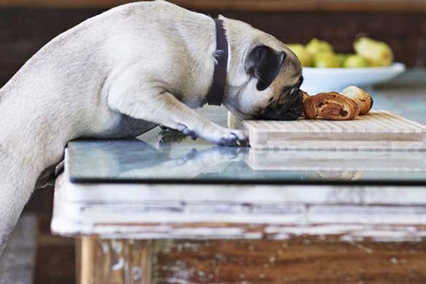 10 Foods Your Pet...