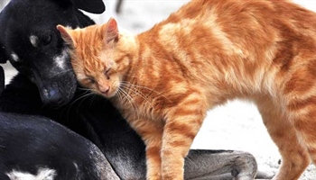 Cats Meeting Dogs