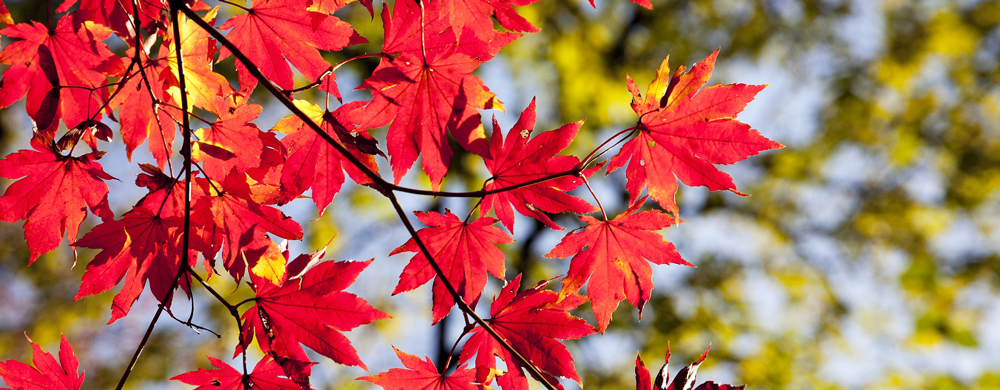 Autumn Leaf Art