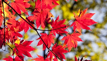 Autumn Leaf Art