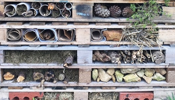 Make a Bug Hotel