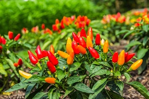 Growing Peppers & Chillis