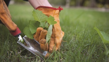 Weed Control