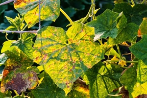 Vegetables: Pest & Disease Control