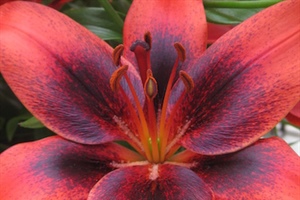 Lillies