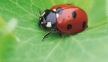 Bring Ladybugs to your Garden