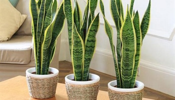 Indoor Plants