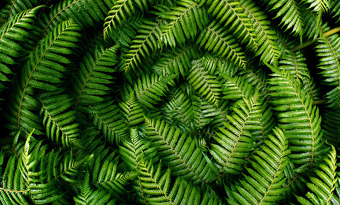 Ferns