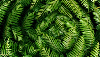 Ferns