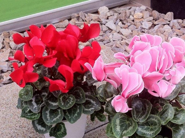 Cyclamen