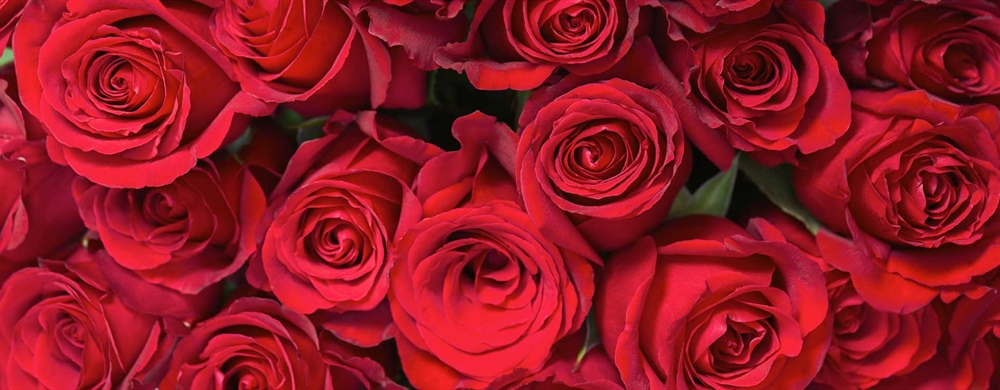 2025 Rose Catalogue