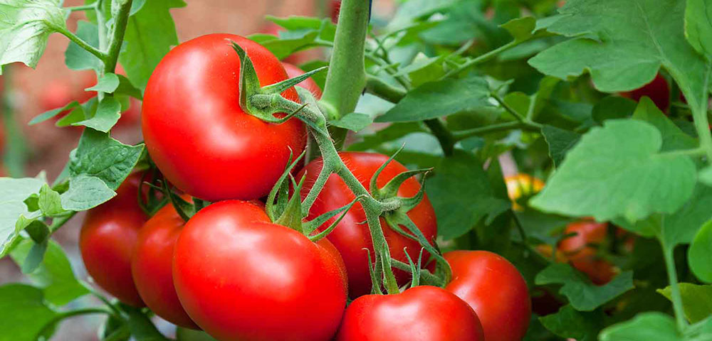 Tomato Trouble Shooting