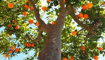 Citrus Fruit