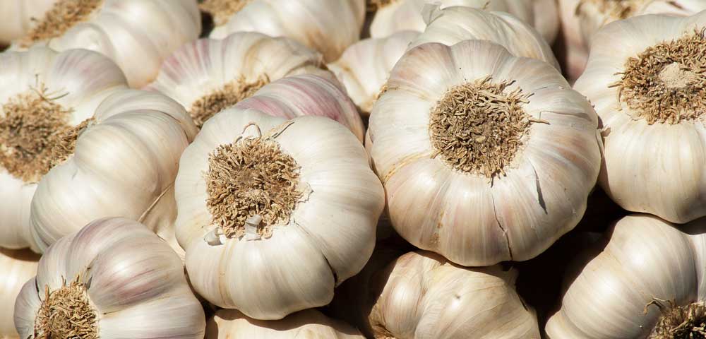 Garlic