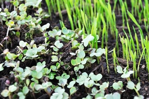 Microgreens