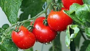 Tomatoes