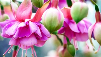 Fuchsias