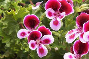 Geraniums & Pelargoniums