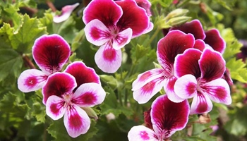 Geraniums & Pelargoniums