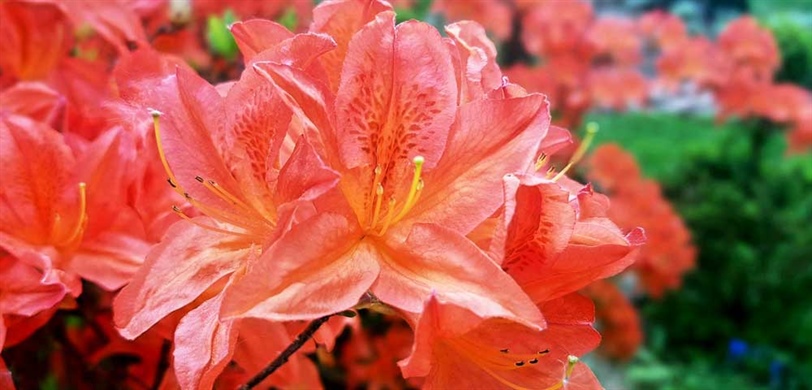 Azaleas & Rhododendrons