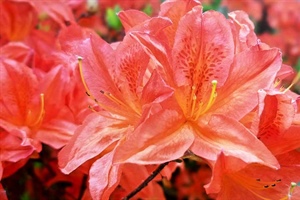 Azaleas & Rhododendrons