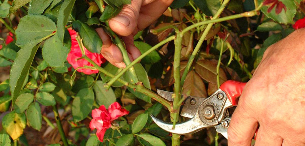 How to Prune Roses