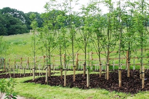 How to Stake a Tree