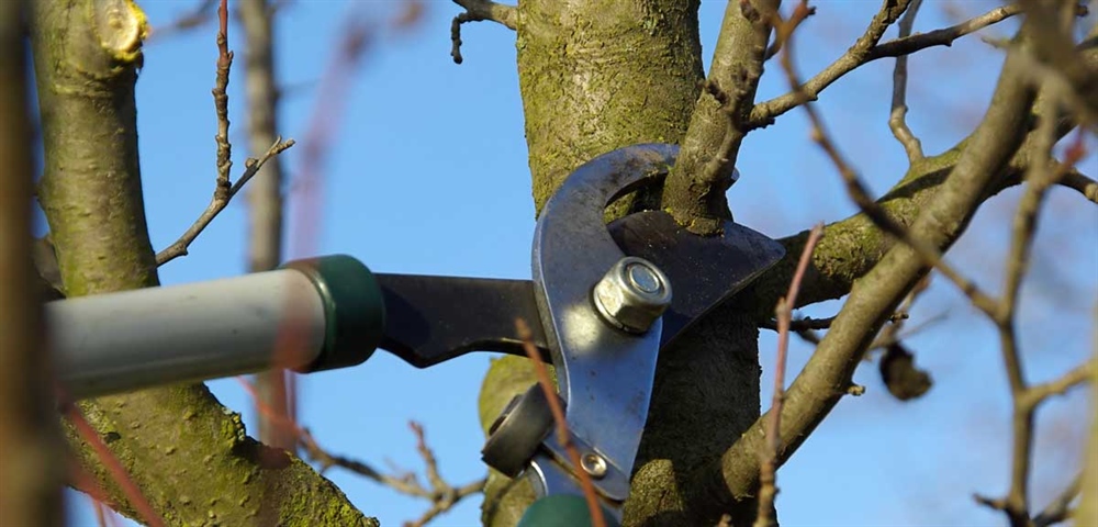 Pruning Fruit Trees