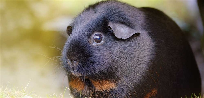 Guinea Pigs