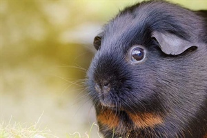 Guinea Pigs