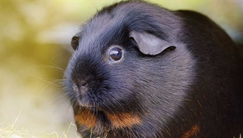 Guinea Pigs