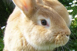 Rabbit Care Guide