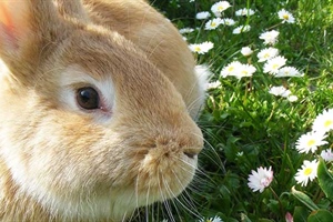 Rabbit Care Guide