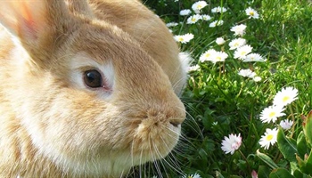 Rabbit Care Guide