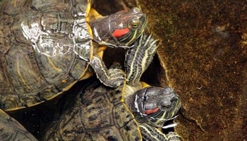 Red Eared Turtles Care Guide