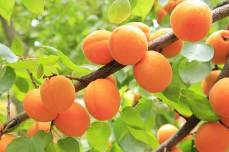 Apricot tree