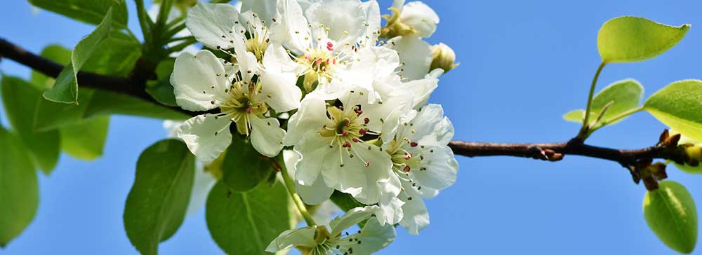 Apple blossom