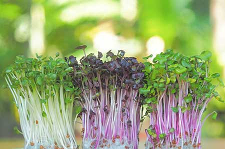 Microgreens