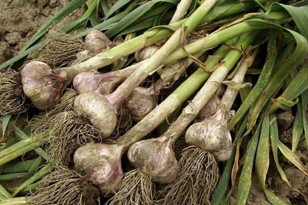 garlic bulbs