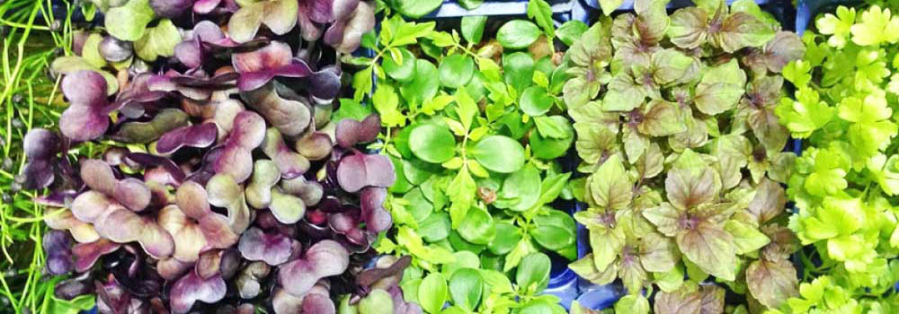 microgreens tray