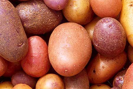 Potato varieties