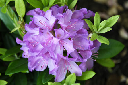 Rhododendron purple