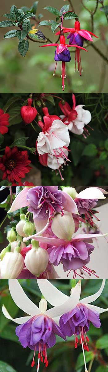 Fuchsia varieties