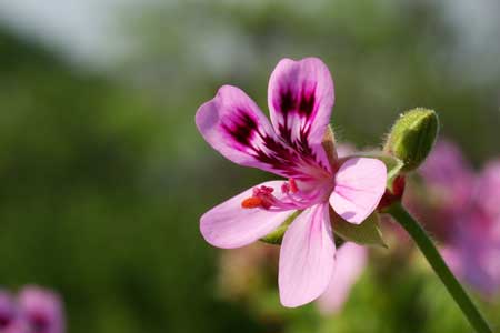 Pelargonium