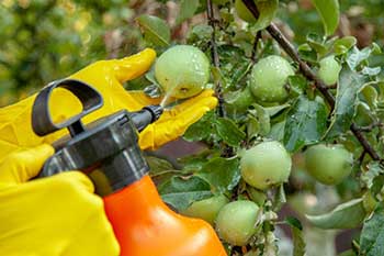 spraying fruit