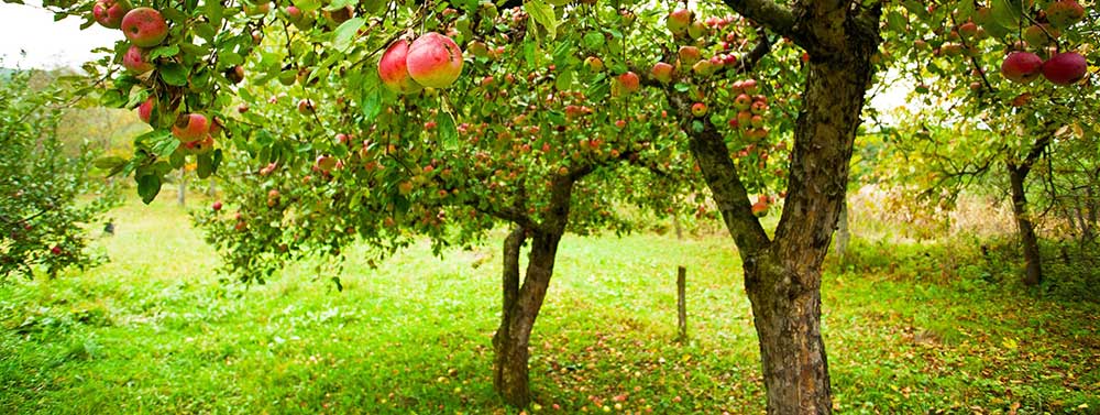 apple tree orchard