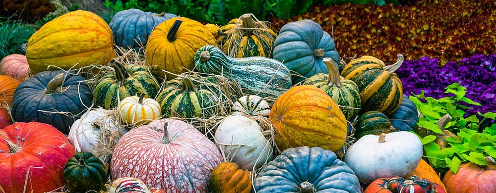 Pumpkins coloured