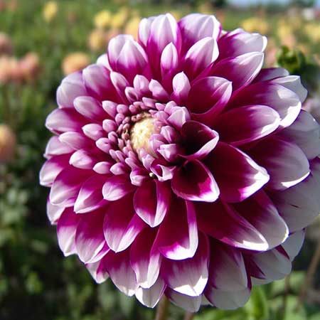 Dahlia