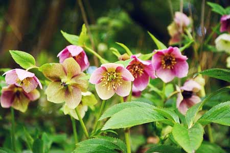 Hellebores Christian Roses